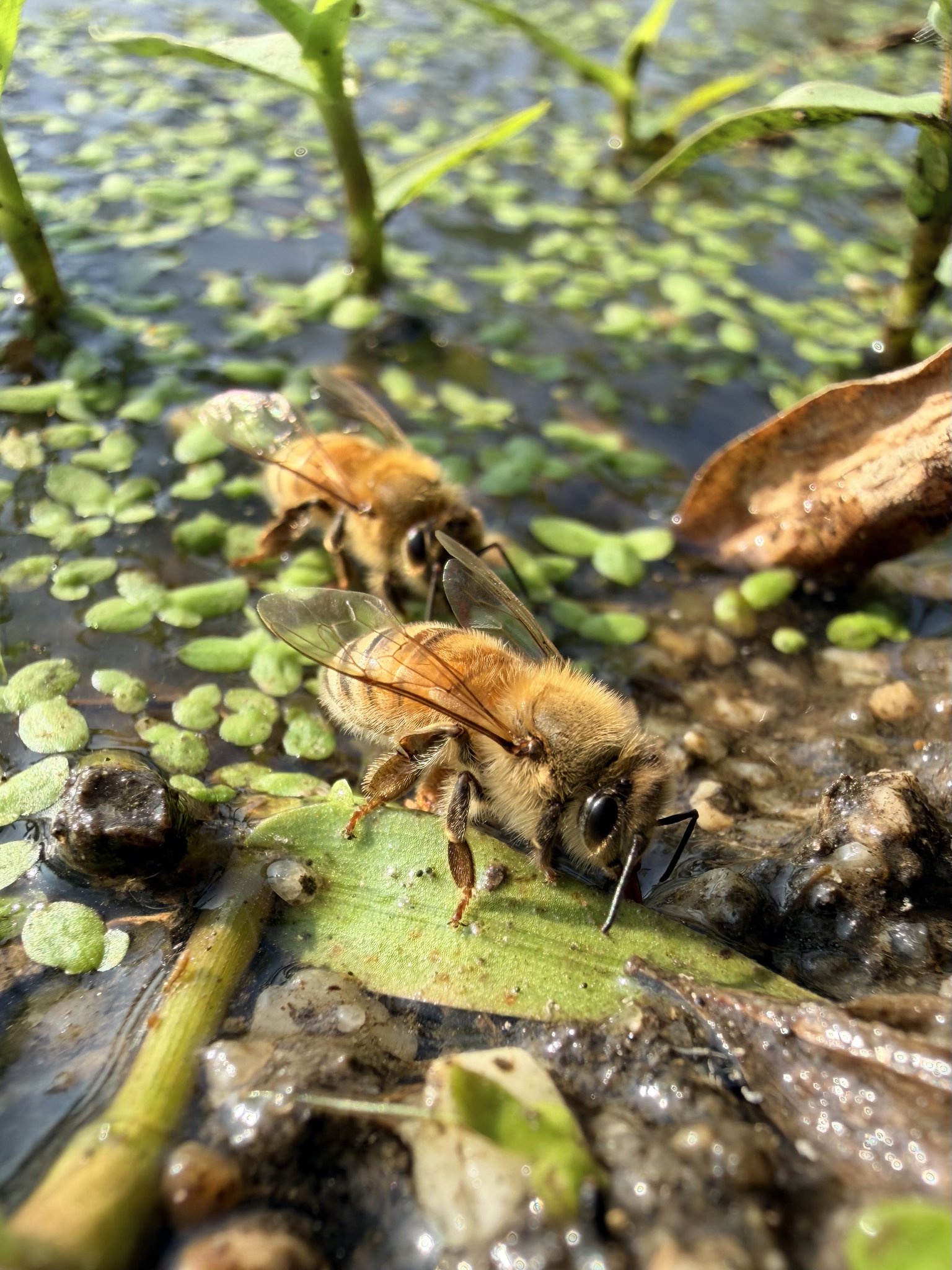 honeybee - بحث / X