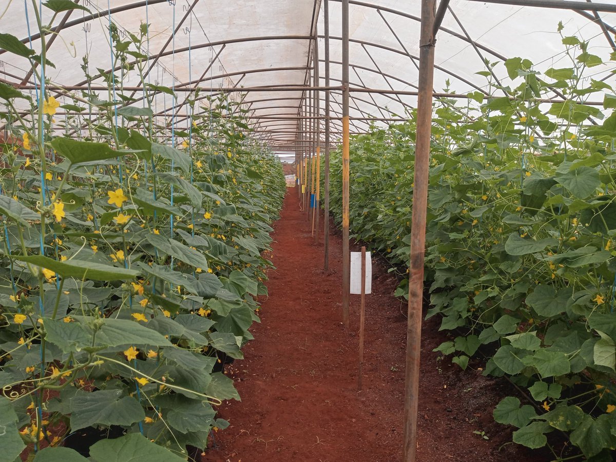 RomelioRod87231's tweet photo. La apkicacion de Bioinsumos producidas por el Centro de Bioinsumos en #DCballos han mostrado un buen rendimiento en pepino INIVIT https://t.co/4FgSl2LMEs
