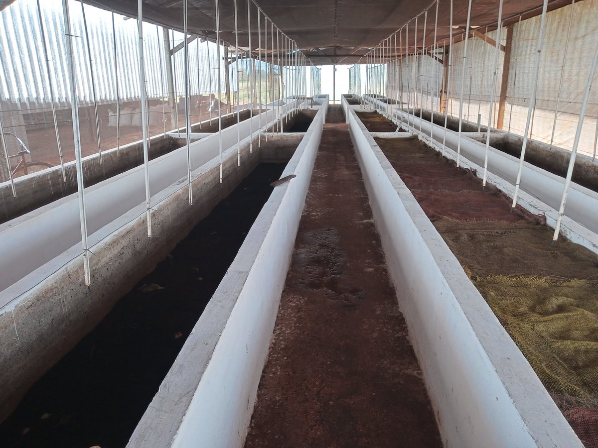 RomelioRod87231's tweet photo. La apkicacion de Bioinsumos producidas por el Centro de Bioinsumos en #DCballos han mostrado un buen rendimiento en pepino INIVIT https://t.co/4FgSl2LMEs
