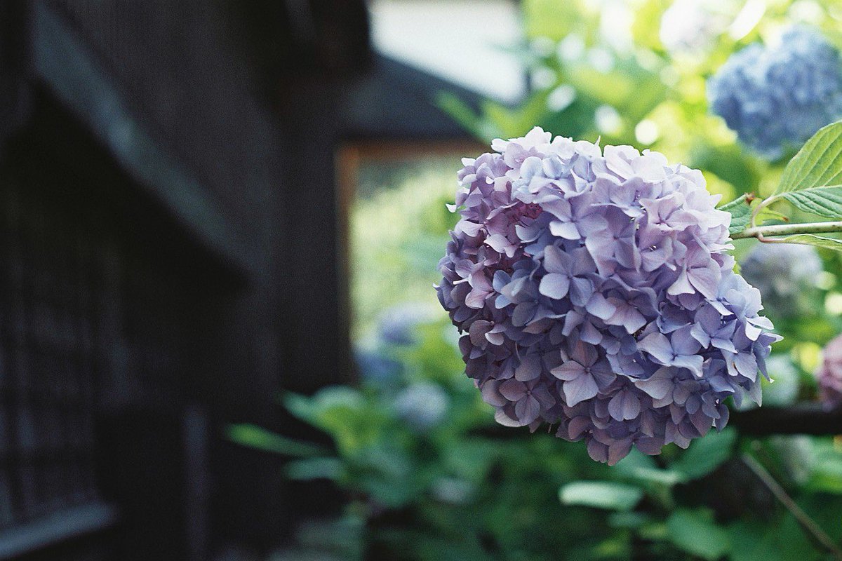 aoiblau's tweet photo. good morning 0728
#film #filmphotography #pentax https://t.co/OOaP6heE3u