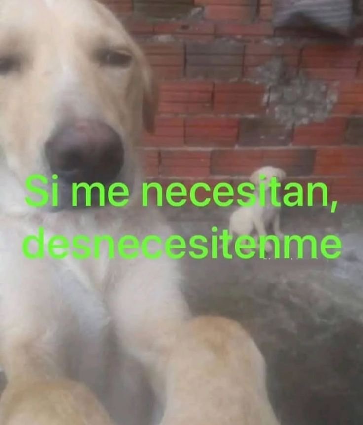derki tweet media