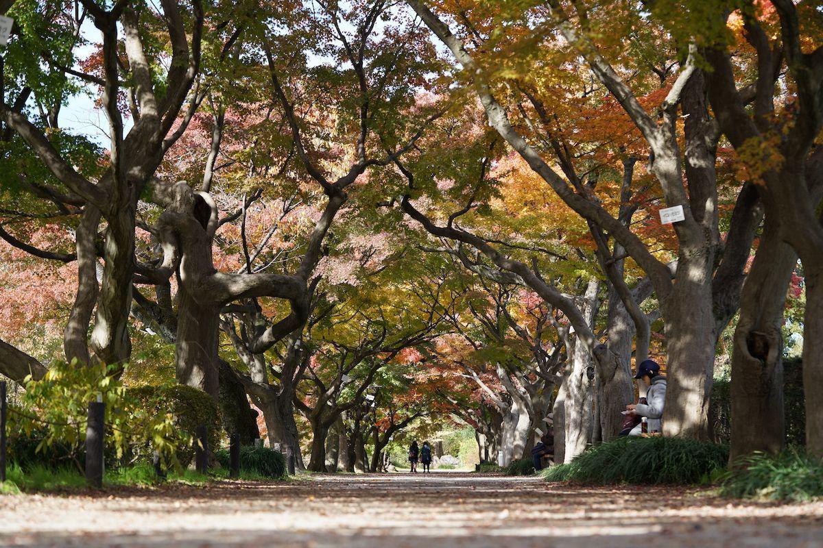 voguejp's tweet photo. 改めて散策したい、都内の美しき杜や庭園をご紹介。
https://t.co/2PXfJxT3L3 https://t.co/vAlSPMEa78