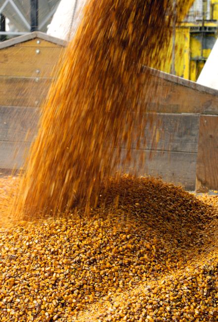 EthanolMagazine's tweet photo. U.S. fuel ethanol producers consumed 472 million bushels of corn in May 2026, up significantly when compared to both the previous month and May 2025, according to the USDA’s latest Grain Crushings and Co-Products Production report.

#ethanol https://t.co/aytQwgk2ix https://t.co/TbEa9jtwyl