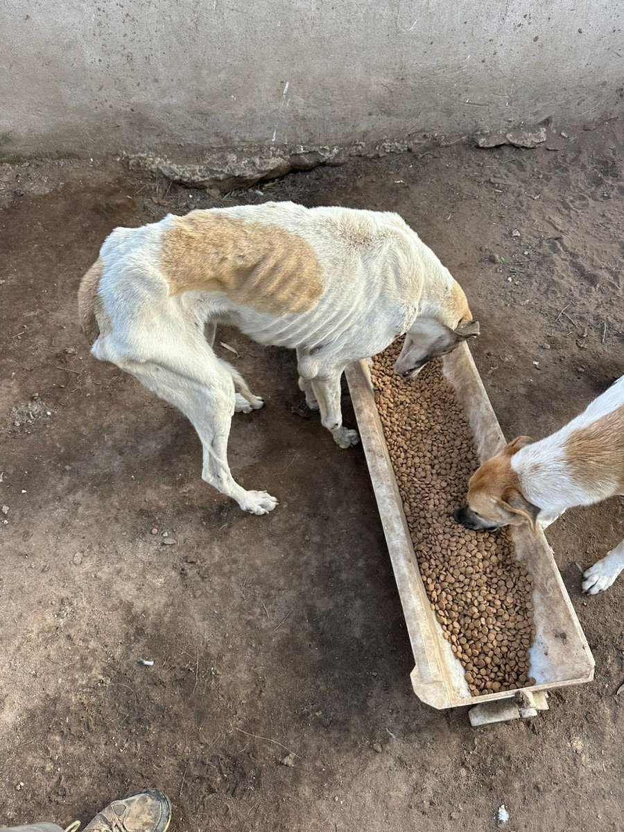 Miss_Peruu's tweet photo. La GRAN ESTAFA del proyecto de Bienestar animal del Municipio de Pehuajo (PEHUELLITAS)
Animales hacinados, lastimados y muertos.
Grande la provincia de buenos aires.
320 millones de presupuesto en el 2025 para este campo de concentración.
Gracias @Kicillofok por tu gestion https://t.co/EoayTV9gA2