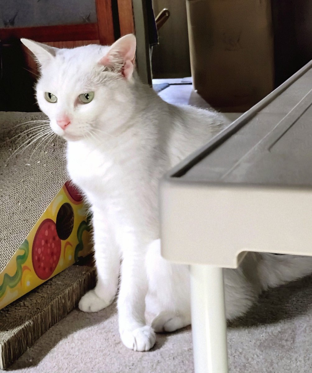 hanbe231's tweet photo. 猫ちゃん好き好きスー
ほんっとねこってかわいいですよね https://t.co/lBPcuXU1Dg
