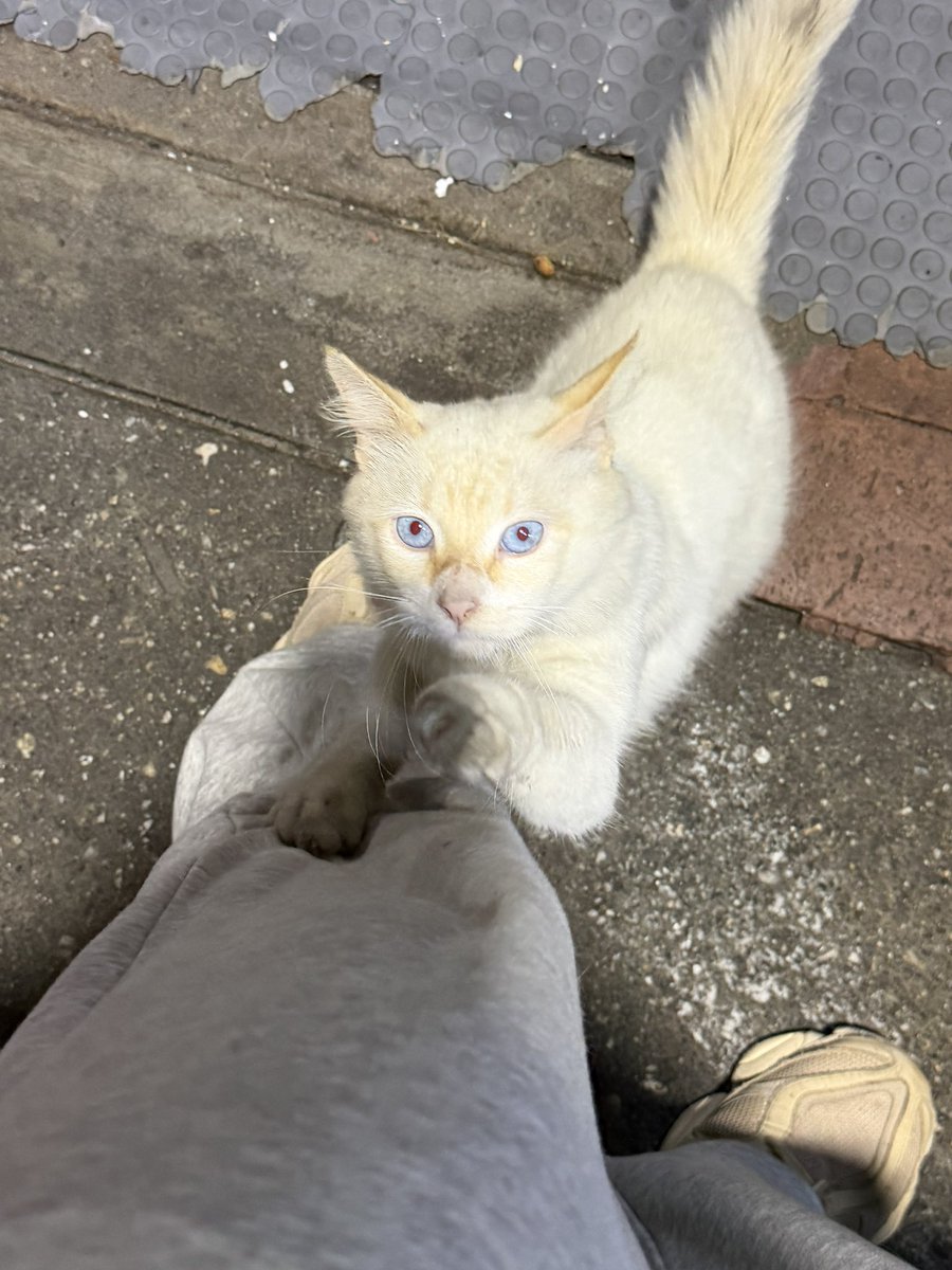 vtrivella's tweet photo. 📍Caracas - Ayúdenme a conseguirle casa al gato MÁS CARIÑOSO y bello que he conocido en mi vida. Lo abandonaron hace tres días en un perrocalentero porque la esposa del dueño dio a luz. Yo me encargo de esterilizarlo y vacunarlo🙏🏻❤️  No debe tener más de dos años y es un amor https://t.co/yN4Cn4RRyG