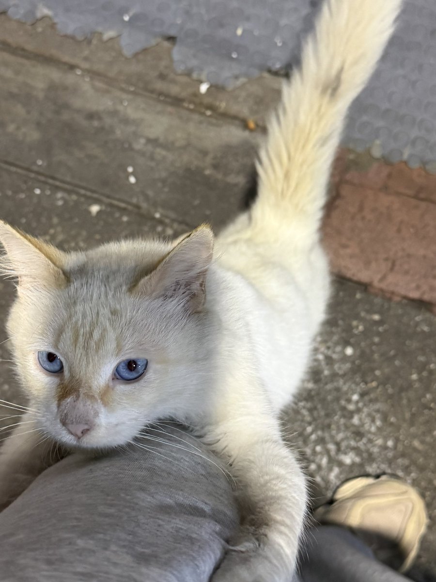 vtrivella's tweet photo. 📍Caracas - Ayúdenme a conseguirle casa al gato MÁS CARIÑOSO y bello que he conocido en mi vida. Lo abandonaron hace tres días en un perrocalentero porque la esposa del dueño dio a luz. Yo me encargo de esterilizarlo y vacunarlo🙏🏻❤️  No debe tener más de dos años y es un amor https://t.co/yN4Cn4RRyG