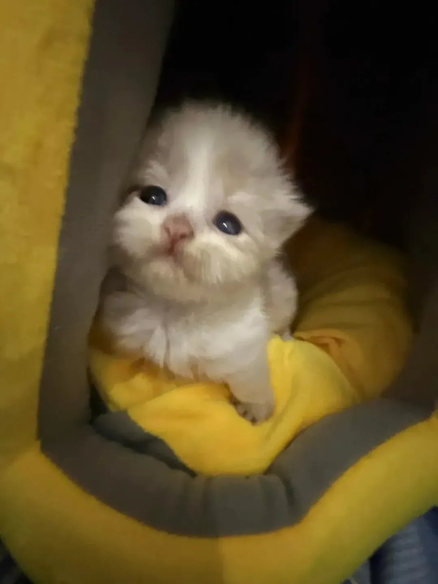 Catsillyness's tweet photo. Smol https://t.co/9R3QYbvrIX