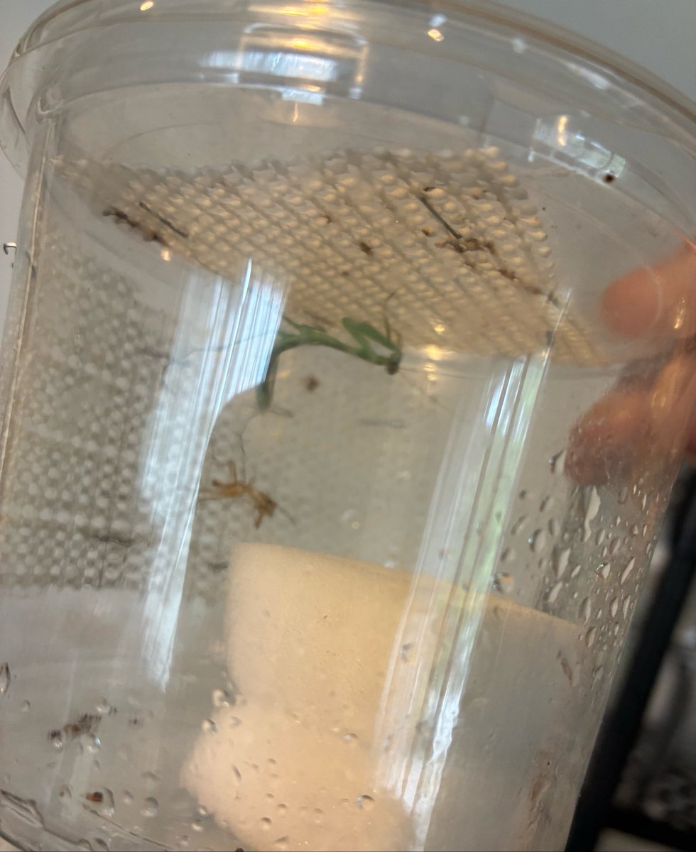 jack__0109's tweet photo. このカマキリ湿度500%くらいにしても脱皮不全する
どうやって育てんのこれ https://t.co/qdQcHzoljO