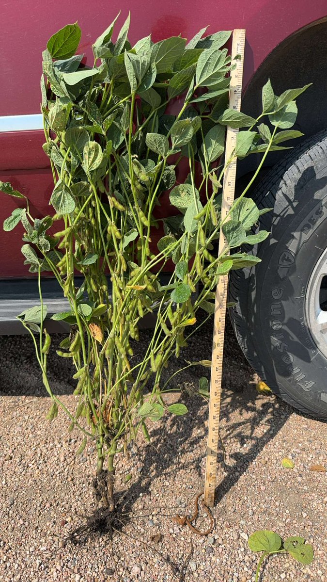 LouiseCarduner's tweet photo. 10 of my favourite AG photos/videos from the @profarmer crop tour.
#PFTour26
This year I am doing the western leg.
#SouthDakota #Nebraska #Iowa #Minnesota
#aThread https://t.co/gTxRSAS6GB