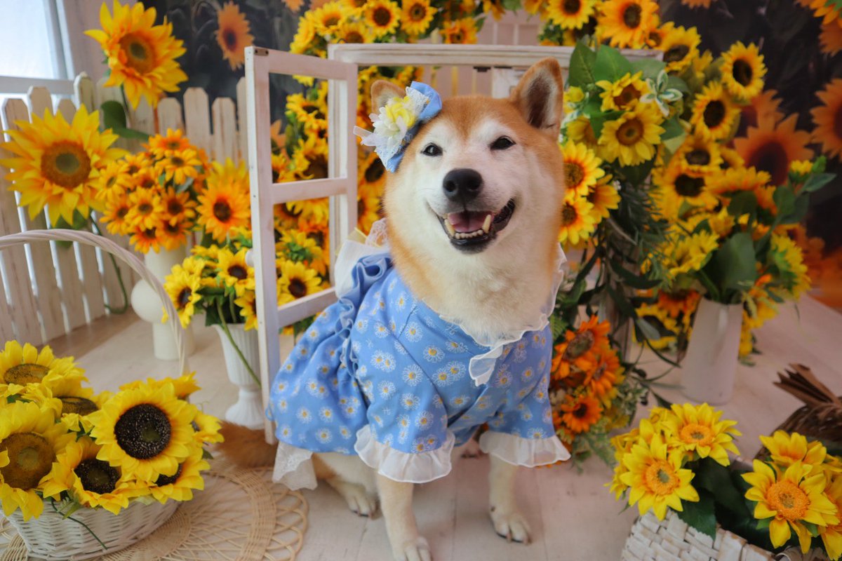 shibainu_roco's tweet photo. 飼い主が撮ったロコちゃんが一番かわいい、それは当然。いつもこんな顔して飼い主だけを見てくれている🥹♥️ https://t.co/wk8F7HyYYw