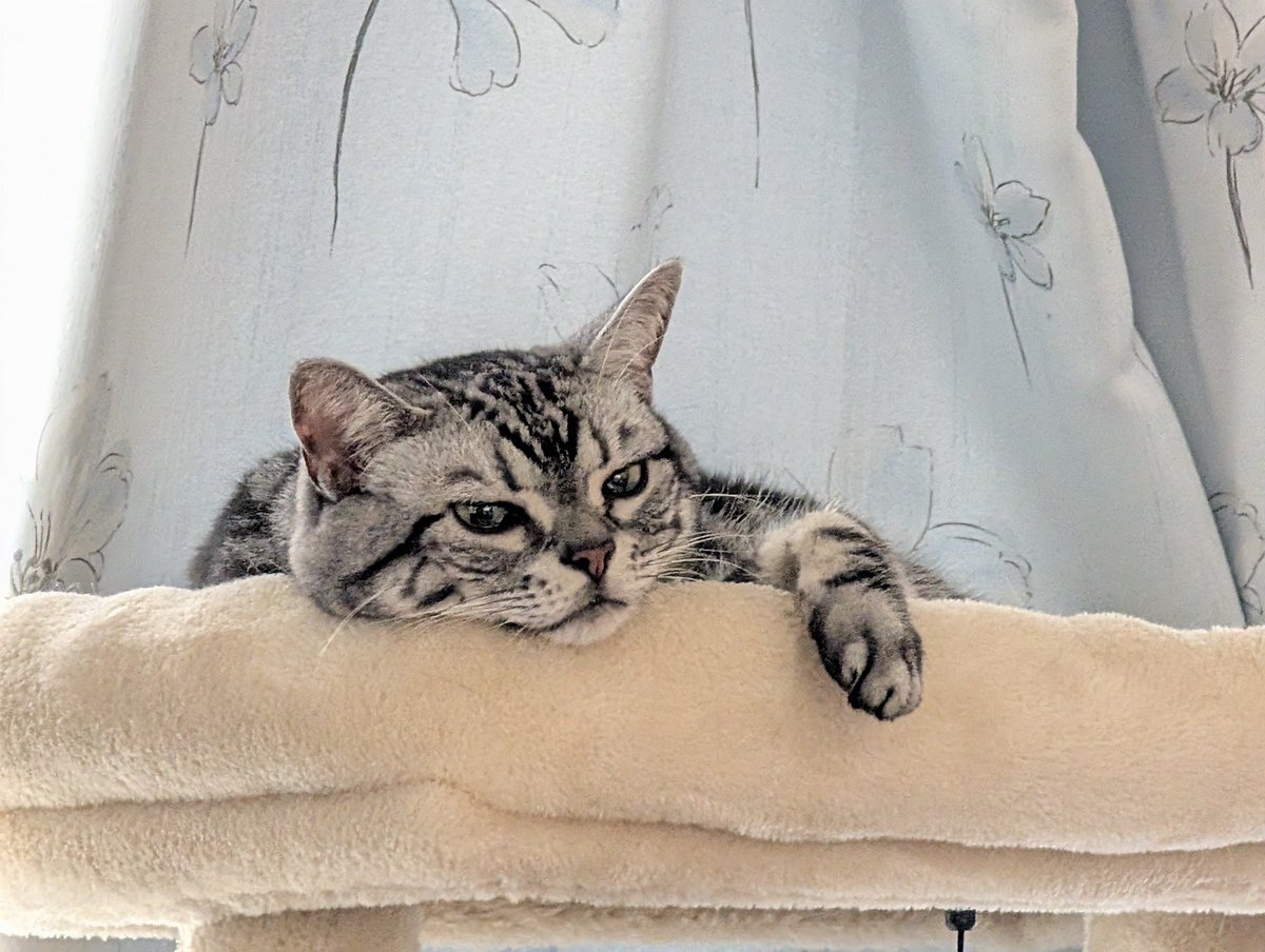 mitz0312's tweet photo. おはようございます☀
 #猫のいる暮らし 🐱 https://t.co/eoPPThWFHP