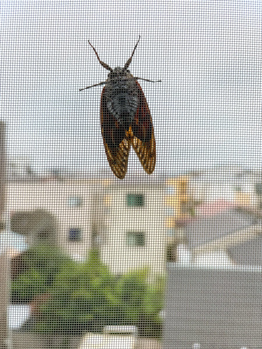 SASAH's tweet photo. 朝カーテン開けたら
目の前に現れてびっくりした https://t.co/wnCGQ9ShyY