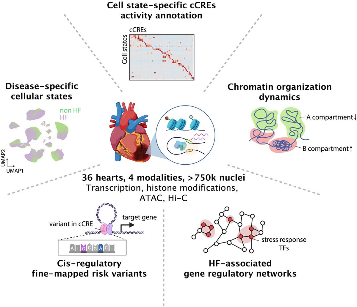 musclecellnews's tweet photo. New from @UCSanDiego! 📣

Researchers constructed a multimodal cell atlas of 36 human hearts spanning atrial and ventricular chambers, cataloging major #cardiac cell types and their associated disease states. ❤️ https://t.co/0xlhjVbay5

They demonstrate that heart failure pathogenesis involves the coordinated disruption of cell type–specific gene-regulatory networks. 

Read the article in @Science. 📖