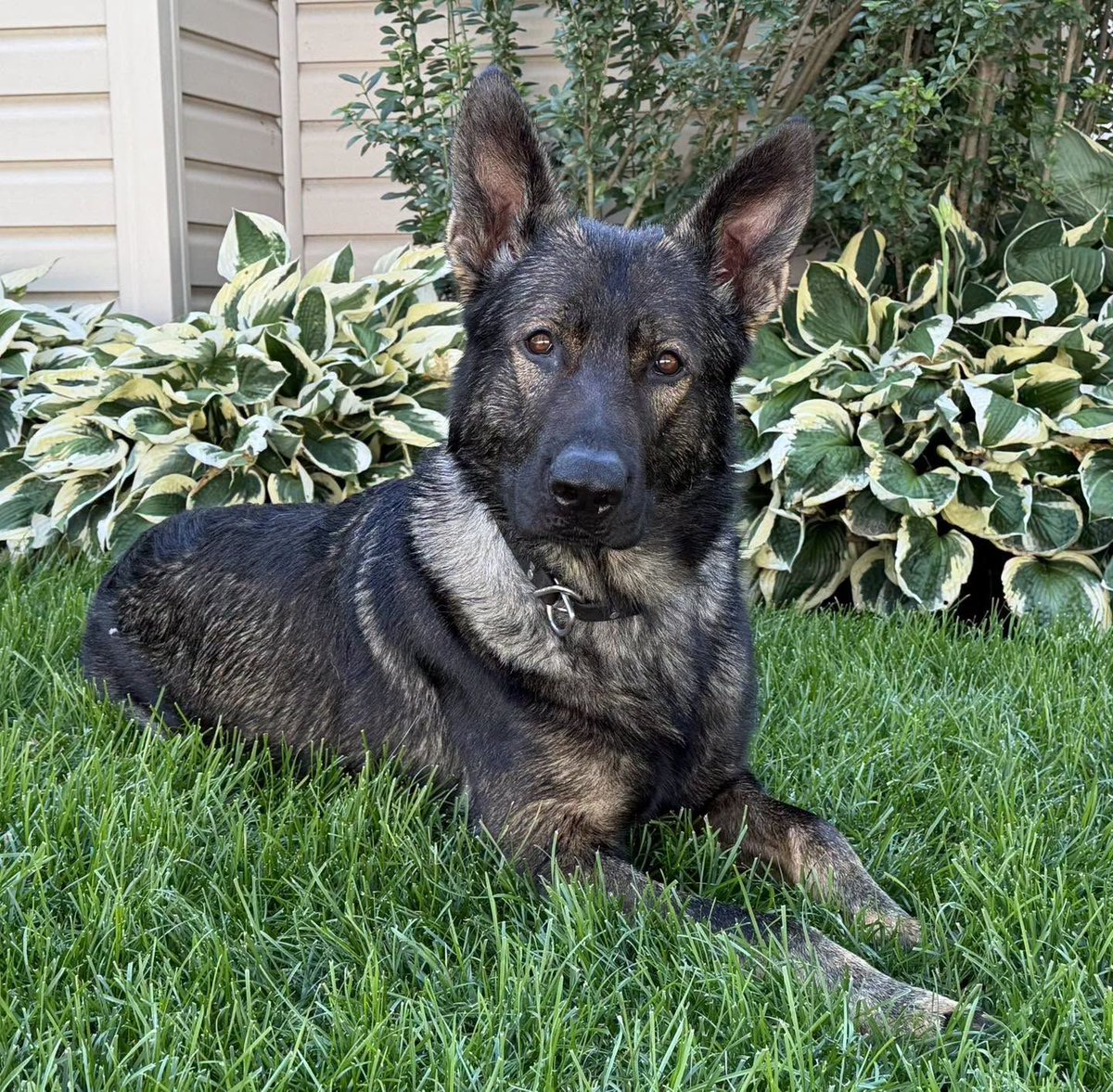 VIK9s's tweet photo. Protecting Those Who Protect Us 🐾
K9 Lux of Lake County Sheriff's Office (IL) will receive a bullet &amp; stab protective vest, donated by Vested Interest in K9s, Inc. Help protect a K9 hero — sponsor a vest today. See link in bio. 🐾.
#K9Lux #VIK9s https://t.co/3tvYse8NcR