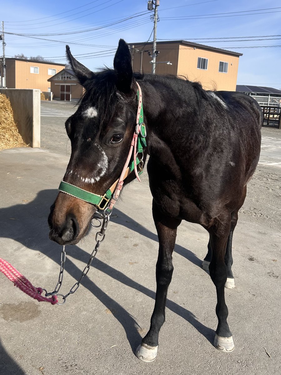 bigroof_racing's tweet photo. お次に門別3R(15:30~)にベイビーノンチャンが出走です🏇💨

幼少期にお顔を蹴られてしまい、くっきりと蹄鉄のあとが残ったのんちゃんですが、そんなハンデがあるとは思えない女王様のような性格です👑

前走は遊んでしまったのんちゃん、今日こそレースをしてください🙏

応援よろしくお願いします✨️ https://t.co/7AIcJ6zYNy