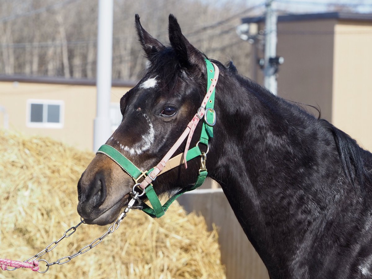 bigroof_racing's tweet photo. お次に門別3R(15:30~)にベイビーノンチャンが出走です🏇💨

幼少期にお顔を蹴られてしまい、くっきりと蹄鉄のあとが残ったのんちゃんですが、そんなハンデがあるとは思えない女王様のような性格です👑

前走は遊んでしまったのんちゃん、今日こそレースをしてください🙏

応援よろしくお願いします✨️ https://t.co/7AIcJ6zYNy