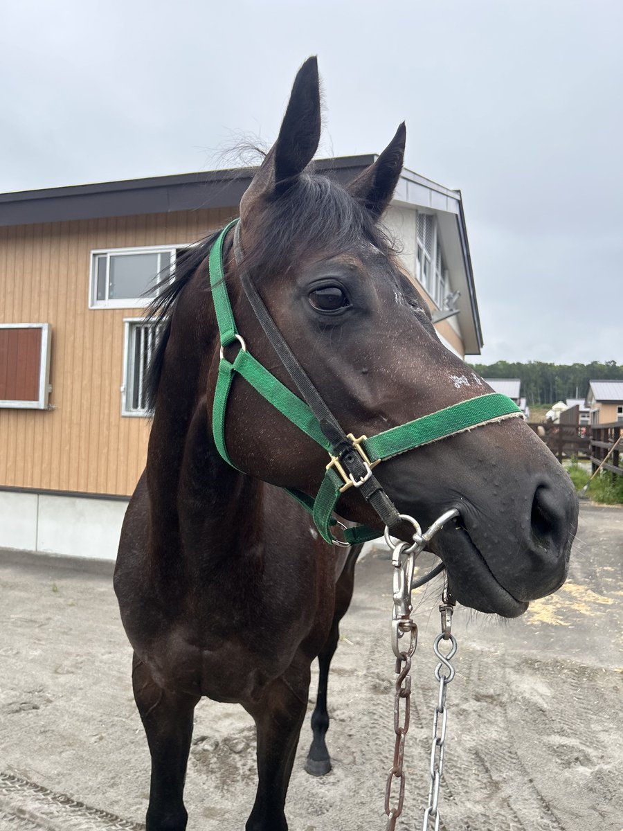 bigroof_racing's tweet photo. お次に門別3R(15:30~)にベイビーノンチャンが出走です🏇💨

幼少期にお顔を蹴られてしまい、くっきりと蹄鉄のあとが残ったのんちゃんですが、そんなハンデがあるとは思えない女王様のような性格です👑

前走は遊んでしまったのんちゃん、今日こそレースをしてください🙏

応援よろしくお願いします✨️ https://t.co/7AIcJ6zYNy