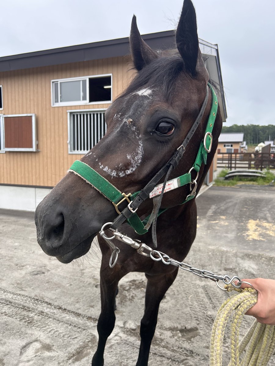 bigroof_racing's tweet photo. お次に門別3R(15:30~)にベイビーノンチャンが出走です🏇💨

幼少期にお顔を蹴られてしまい、くっきりと蹄鉄のあとが残ったのんちゃんですが、そんなハンデがあるとは思えない女王様のような性格です👑

前走は遊んでしまったのんちゃん、今日こそレースをしてください🙏

応援よろしくお願いします✨️ https://t.co/7AIcJ6zYNy