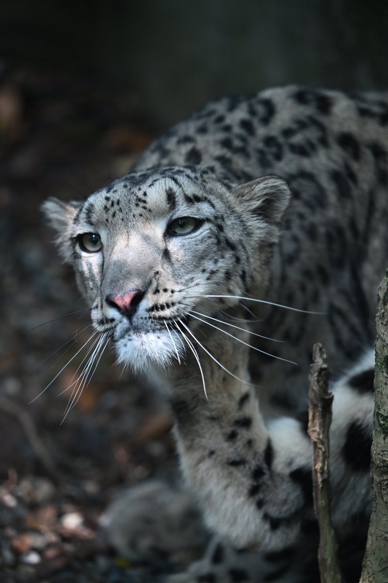 Canon_0331's tweet photo. #いしかわ動物園
#ユキヒョウ
#ヒメル https://t.co/8TAOJ2agL9