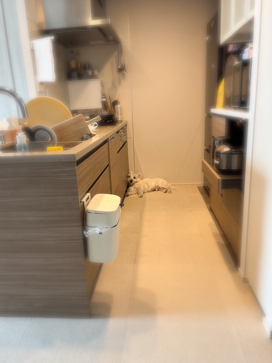 mugi_cha_z's tweet photo. 散歩帰りはキッチンの隅で涼みたいいぬ https://t.co/m79m8PBz9n