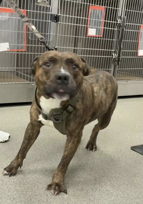 TAV4NYCACCDogs's tweet photo. NewDogOnTheBlock
Bayou, 2yr old stray/dumped puppy

🥰Showers people in love, trying to get some in return!
Full of puppy⚡️energy, Bayou will flourish in an active
home👟, one who keeps him busy 
and in a routine.♥️🏡 

https://t.co/QoVsKybR3O in Queens #AdoptFurLove https://t.co/DZvvK1XkGs