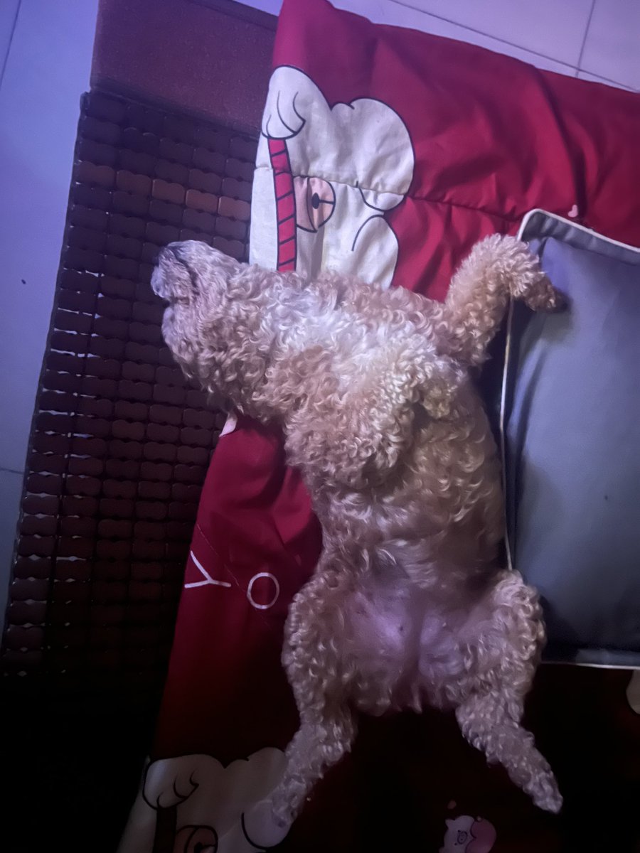 PuffyPoodle6's tweet photo. Caught him living his absolute best life 😂
Belly up, zero cares, pure American dream energy
Who needs a bed when you can just flop like this? https://t.co/gL7f0jJJ8Z