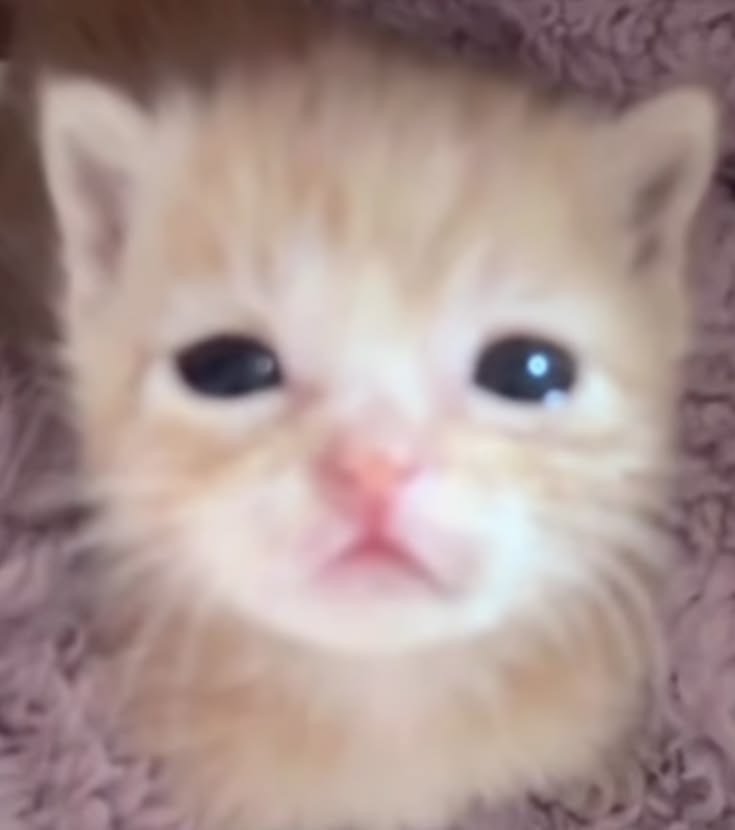 neezyfreakzy's tweet photo. kitten declares that it's greek https://t.co/Op82lDxwp7