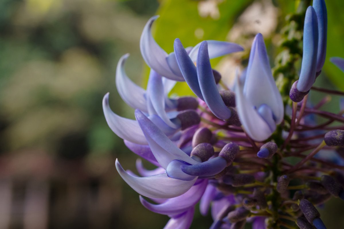 begoniARCIIae's tweet photo. Walking into nothing but good energy and jade vine blooms (Strongylodon pulcher) 🌵🌸

#jadevine #strongylodon #fabaceae https://t.co/qO0PGsYBVv