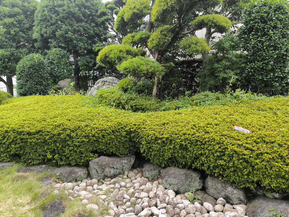cokoga_office's tweet photo. 朝からCOKOGAの庭＆塀まわり、雑草とツル撤去中🌿✂

蚊や蜂に気をつけつつ、汗だくです💦

自宅の草もすぐ生えますよね…。熱湯で除草、やったことある方いますか？👀

#COKOGA #古河 #雑草対策 #施設管理 https://t.co/l1tBdNugA1