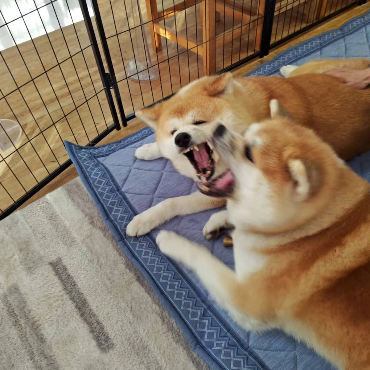 秋田犬はるとはな｜ふるさわおんせん｜ #秋田県 #大館市 tweet media