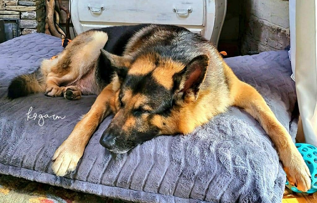 K9Garm's tweet photo. Gnite. https://t.co/8W1EWVY8dP