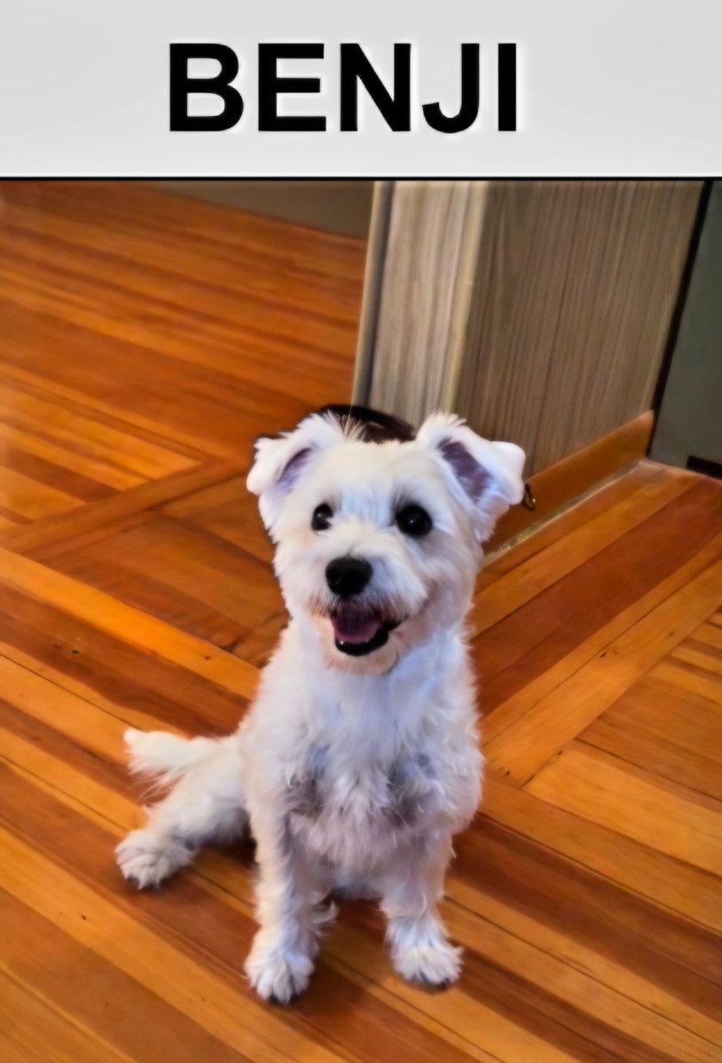 MeowMiya88's tweet photo. 📢🇺🇸🗽⏳️🆘️💔😿🚨🐶Please RT to find Benji #NYC #missingdog #lostdog #Queens #dogsoftwitter #DogsOfX @HAPetRescuer https://t.co/Svao3mEYFc
