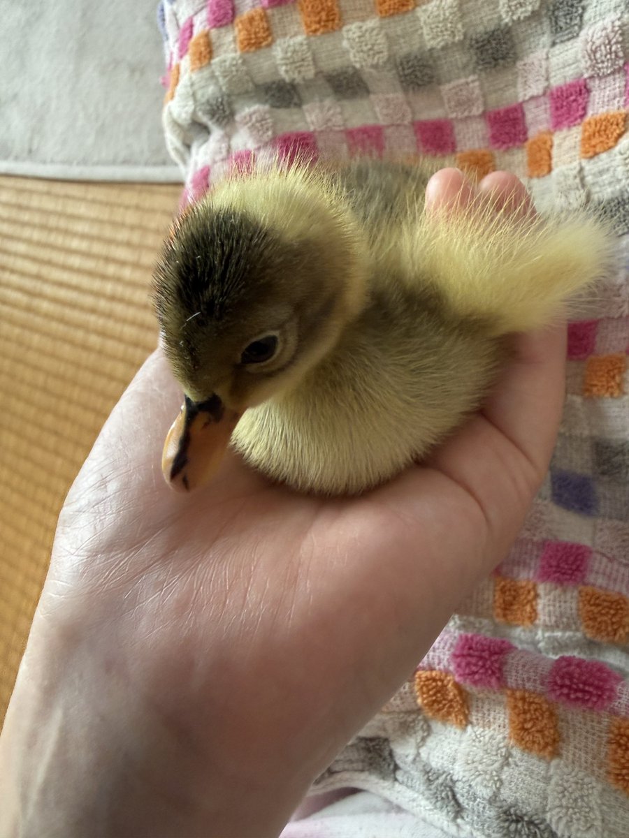 sweet_Plan_'s tweet photo. 手乗り合鴨の赤ちゃん🥰
降ろすと鳴じゃくるので、何もできないwwww

餌と水がある場所に置くと､水の中で身繕いするから､ちょっと待ったーってなる💦
取り出して軽くタオルで拭いてあげてますw

#赤ちゃん　#合鴨　#可愛い https://t.co/EpOb0MbNgS