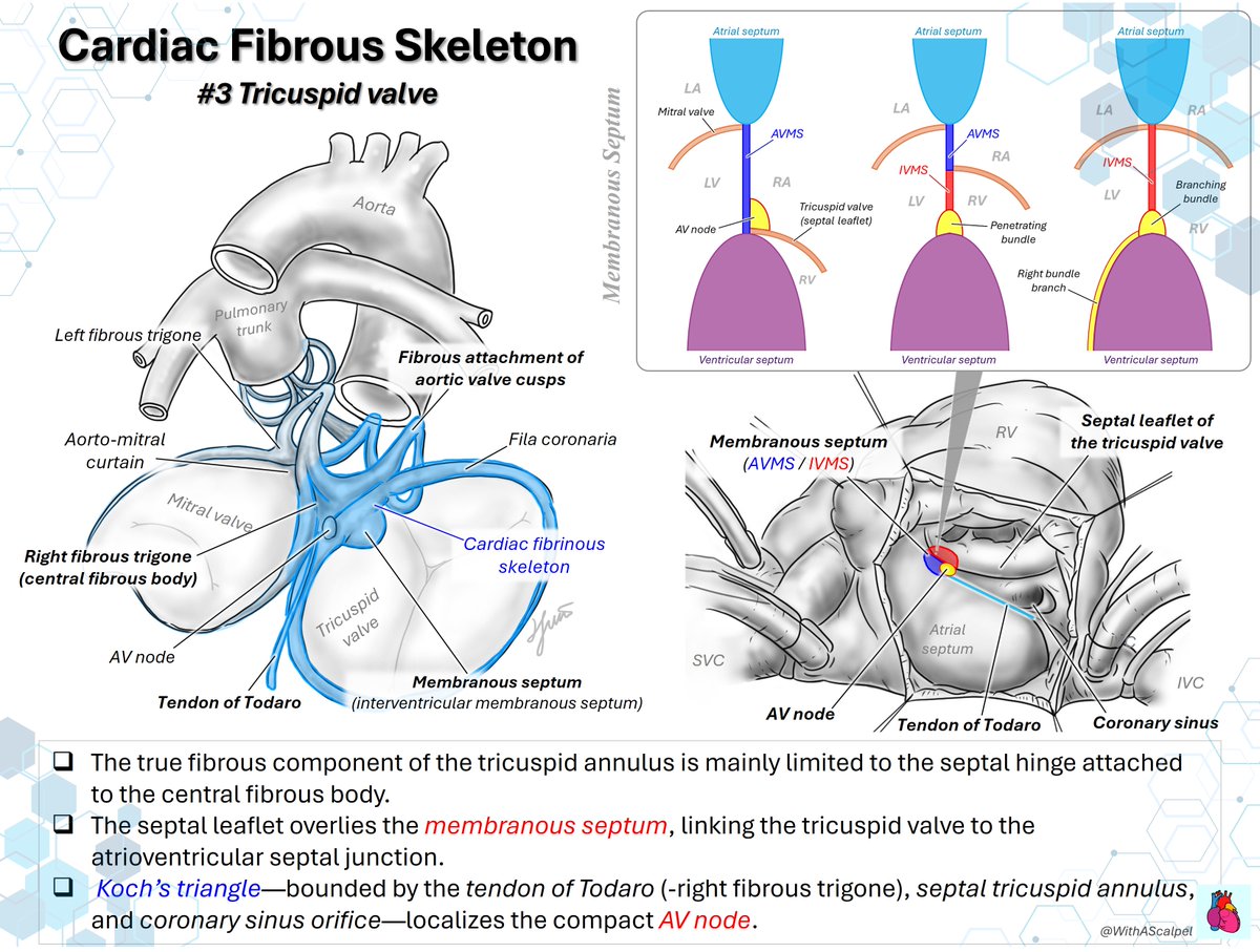 WithAScalpel - Fumiya Yoneyama, MD, PhD tweet media