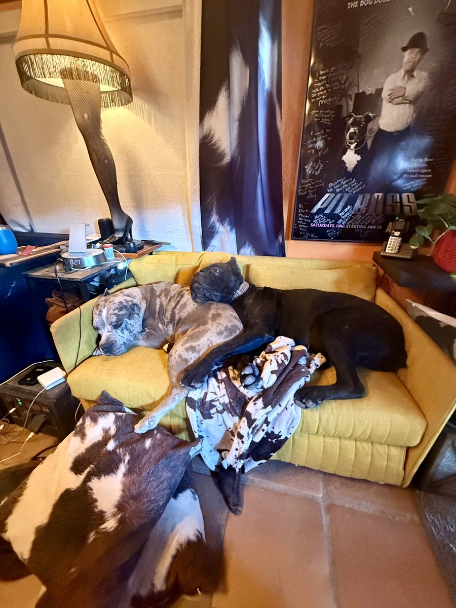 ShortyRossi's tweet photo. Ares and Bellona living the good life! #herculeslives https://t.co/VbUkJQ3VPe