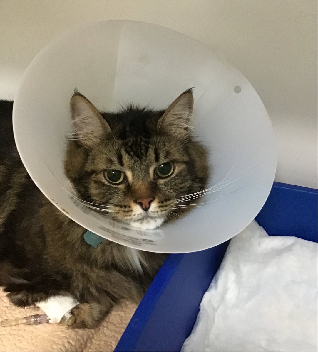 rakurabies's tweet photo. I haven’t been posting because my kitty Casey has been getting surgery the last few days please understand thank you !!💝 https://t.co/euwJSVdrCx