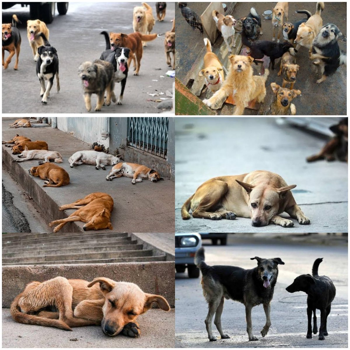 sandraseghur's tweet photo. 🐾 Día Mundial del Perro Callejero: Una huella de responsabilidad 🐾

Ningún animal elige nacer en la calle, pasar frío,hambre o indiferencia. La realidad de los perros sin hogar no es culpa de ellos; es el reflejo directo de la falta de responsabilidad humana y del abandono...🐶 https://t.co/wGPvzItikF