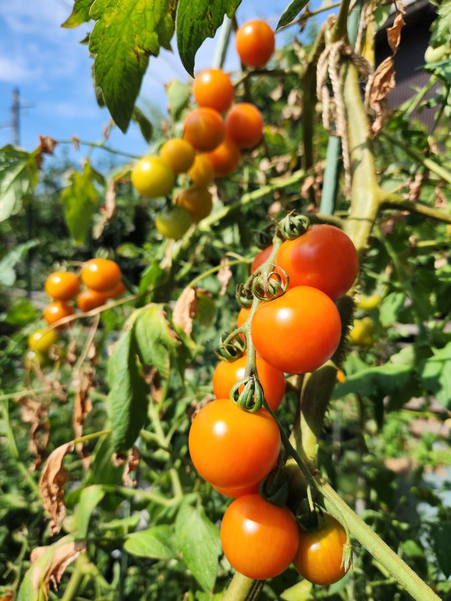 tutiinoti's tweet photo. 今日は鈴なりミニトマト🍅😊 https://t.co/sAKcBIfd1W