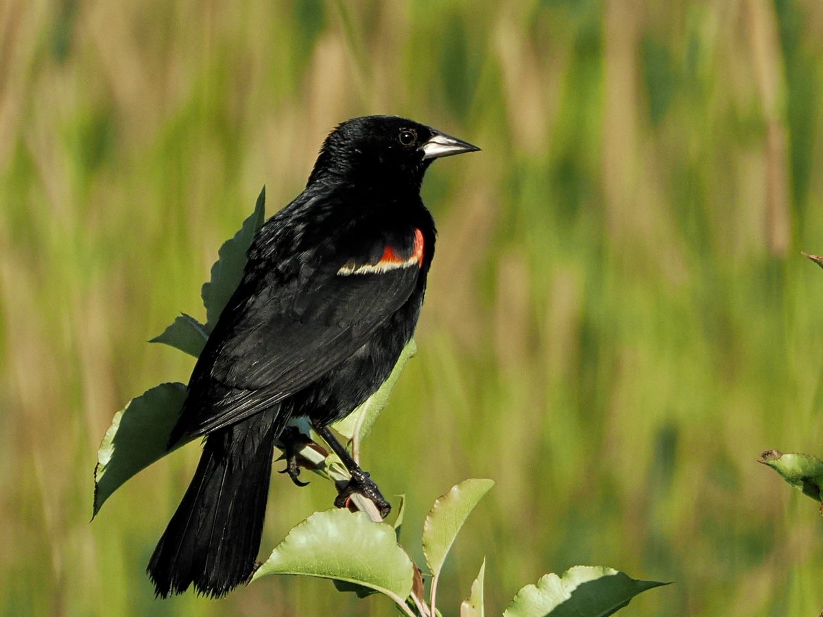 blackbird