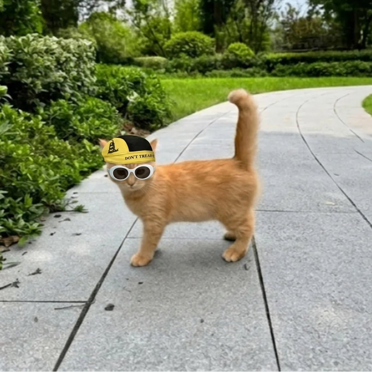 Giggly23SOL's tweet photo. 🐈 https://t.co/RI2nrEMXBK