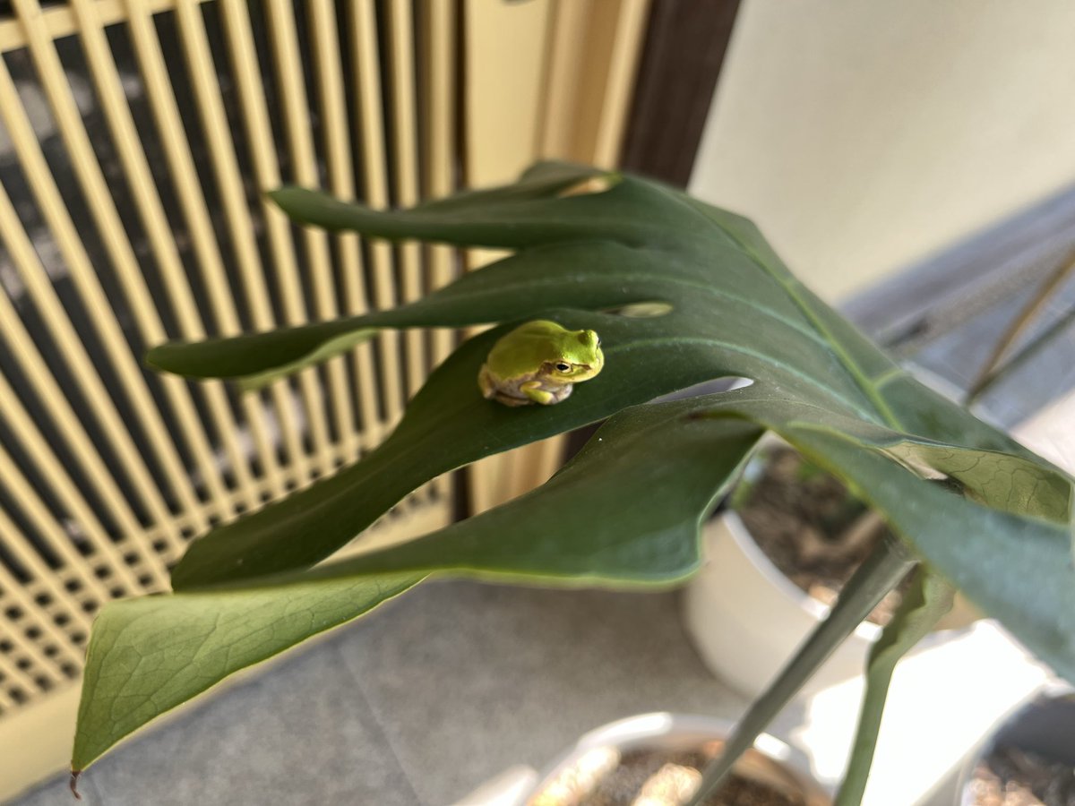 shunchachachan's tweet photo. 🐸ケロケロ https://t.co/Ax2xJFcGw9