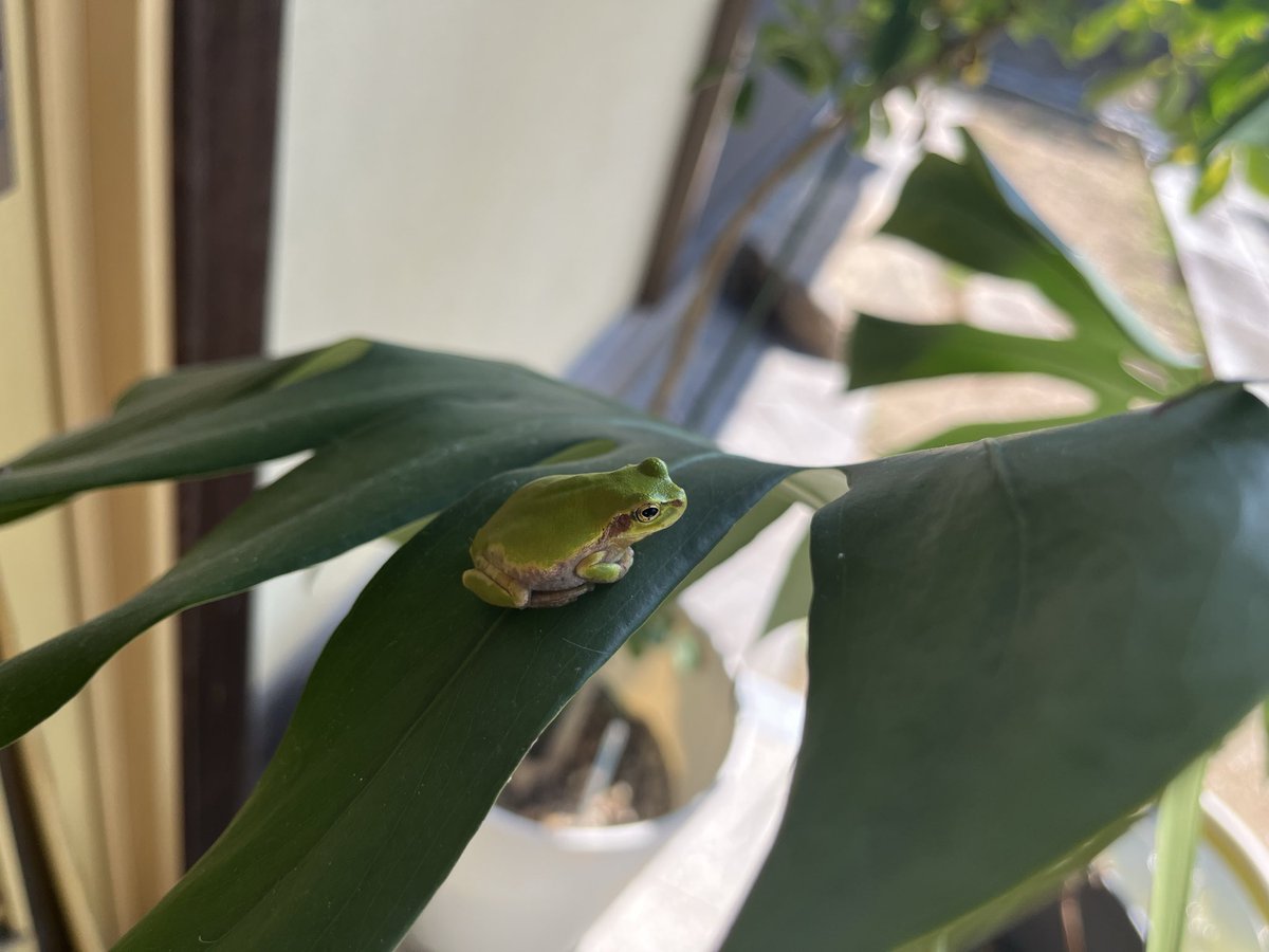shunchachachan's tweet photo. 🐸ケロケロ https://t.co/Ax2xJFcGw9