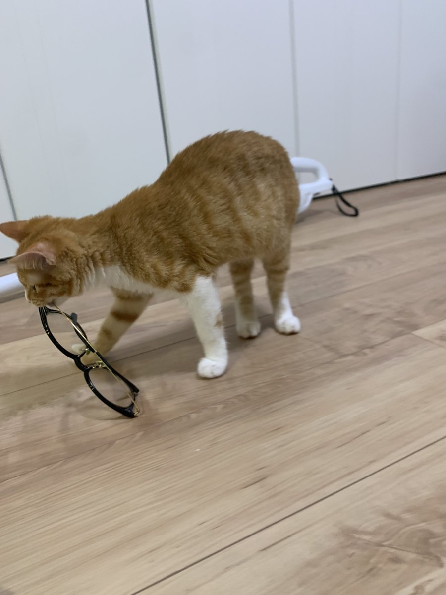 yoshidaterukazu's tweet photo. 眼鏡外してスマホ漫画読んでたら猫に盗まれた https://t.co/tPFq4ytQzN