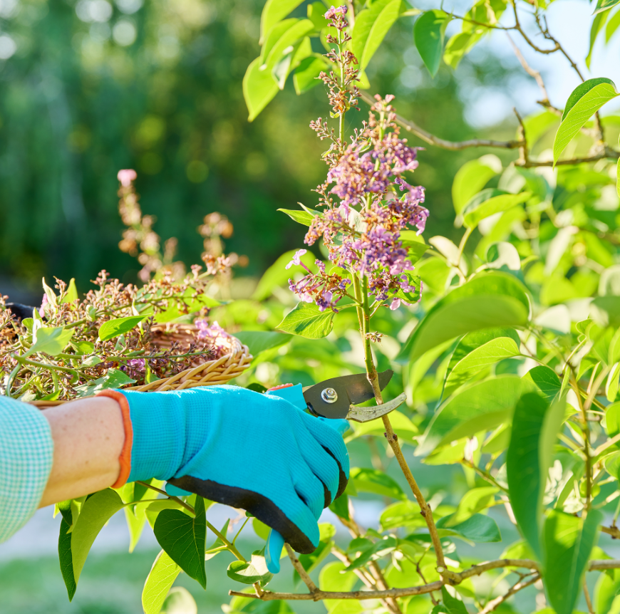 Miponds's tweet photo. Give Perennials a Mid Summer Refresh
By late July, many early blooming perennials have finished flowering and can benefit from a little attention. Pruning back spent blooms and removing tired or damaged foliage helps tidy up your landscape. https://t.co/hDIOdgGoNc