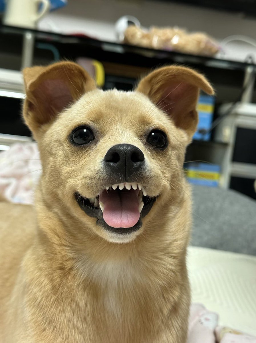 twaniimals's tweet photo. https://t.co/Tyrv3ldK9A