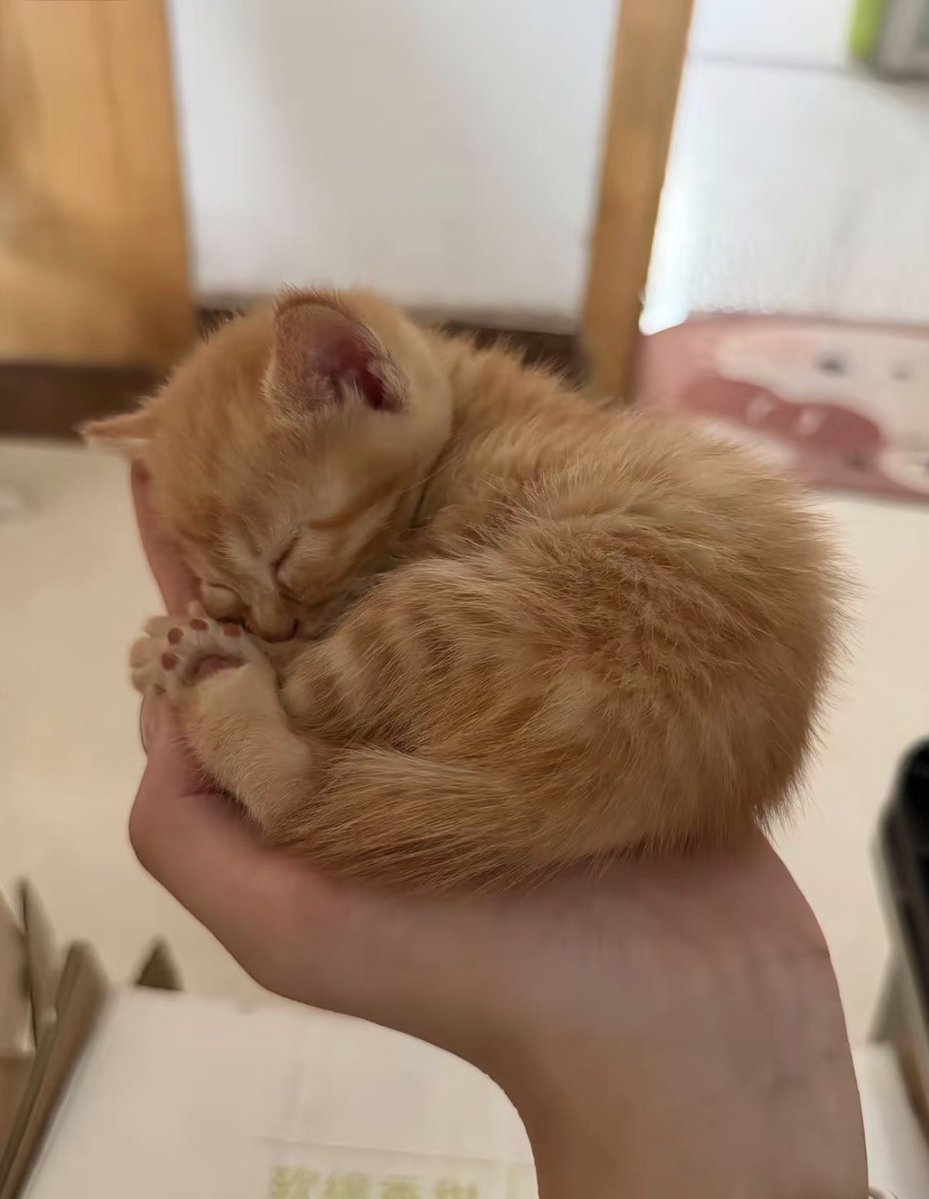 twaniimals's tweet photo. https://t.co/KQor4vgSnt