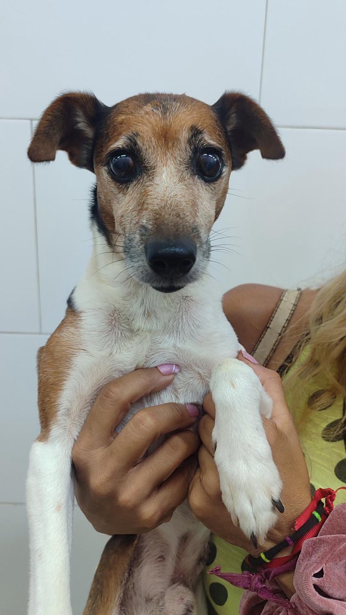 JackRussellVzla's tweet photo. Reportan a este narizón desorientado y asustado en La Plaza de #ElHatillo 
(No hay mayor información) https://t.co/JJrY6mrhca