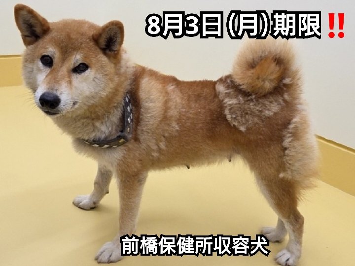 RokunekoAnimal's tweet photo. 8月3日(月)期限‼️#群馬県前橋市樋越町で保護された、#色落ちした黒い首輪をつけた茶白毛の柴犬ちゃん‼️#8歳くらいのおとなしい中型犬の女の子です‼️#拡散希望‼️#メス #茶毛 #中型 #前橋保健所収容犬 #迷子犬 #迷い犬 #探し犬 #7月27日保護 https://t.co/tvyPIo25Mi https://t.co/VfbEYuWBST