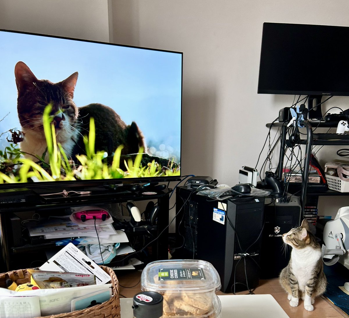 nekouti's tweet photo. やっぱり猫ってネコ歩き見るんだ https://t.co/wUwIkmQqwZ